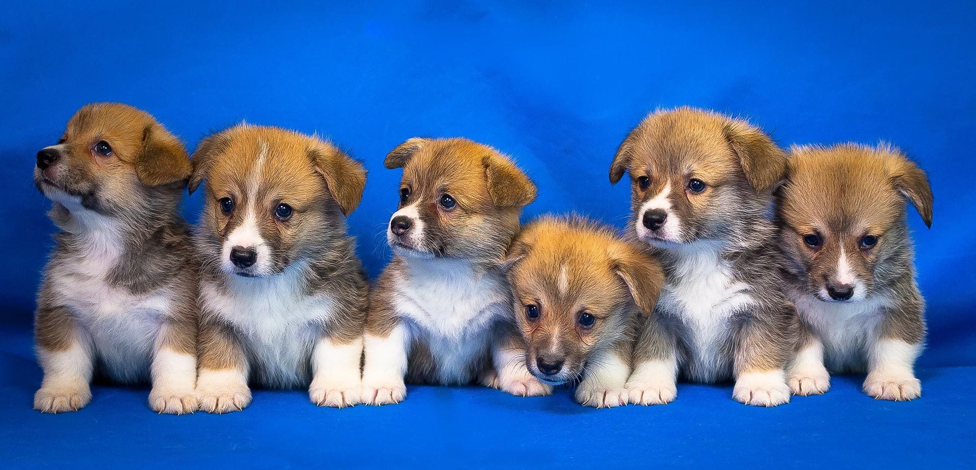 dog breed
